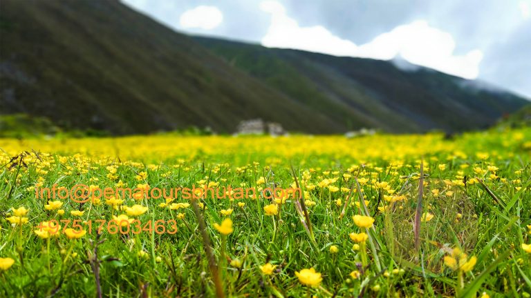 valley with Yellow flowers